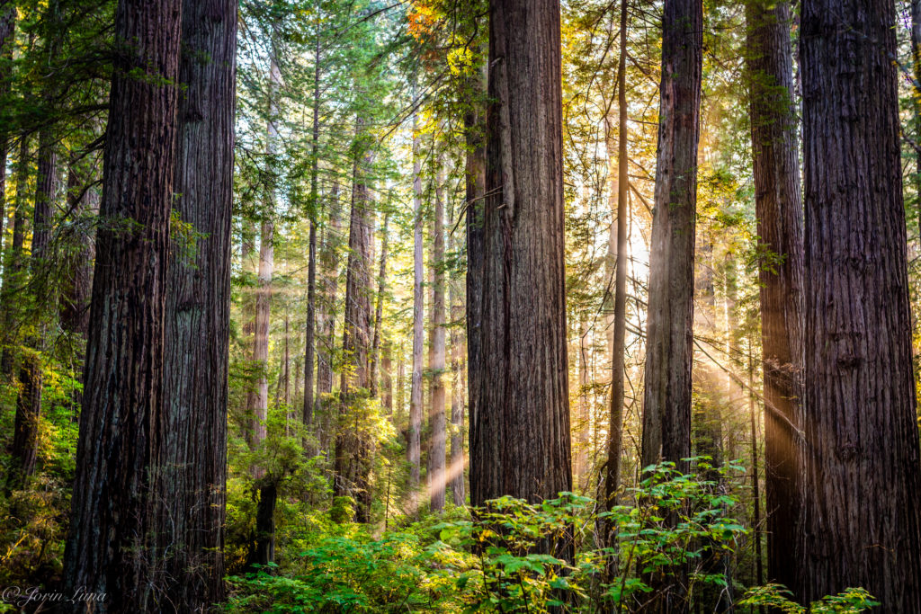 Redwoods National Park